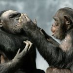 چگونه شامپانزه‌ها مبارزه و ستم را به بشریت القا کردند!