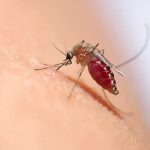 رازهای مبارزه با نیش حشرات: شناخت نشانه‌ها و درمان‌های فوری خانگی