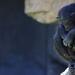 قلب شکسته شامپانزه: حمل عشق از دست رفته، نوزاد مرده توسط مادر