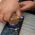 سنجاب ایرانی در هنگام جمع‌آوری سکه‌های همستر دچار ماجراهای نفس‌گیر می‌شود / فیلم