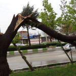 طوفان خروشان کرج؛ درختانی که زیر تازیانه باد شکستند + فیلم مستند