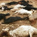 رخداد تراژیک در مهاباد: لحظه وحشتناک اصابت صاعقه به گله‌ای از گوسفندان، جان ۷۲ بی‌گناه را گرفت + فیلم دلخراش