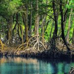 درختی که اعجاز محیط زیست زیر آب را به نمایش می‌گذارد