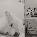 وحشت از آزمایشگاه: نگاهی به تجربیات دلهره‌آور دانشمندان شوروی با حیوانات