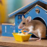“پنیر گمشده: موش کوچک در جستجوی غذای خود!” – یک معمای دیداری هیجان‌انگیز
