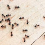 مورچه‌ی نهان میان رقصِ پروانه‌ها: هنر یافتنِ نادیده‌ها