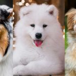 10 نژاد دوست‌داشتنی و پشمالوی سگ؛ متخصصین نوازش و محبت!