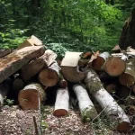 زندان انتظار قاطعان درختان را می‌کشد: اقدام قاطع برای حفاظت از طبیعت!