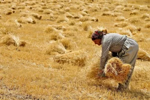 خرید بی‌ریسک ۱۰۶ هزار تن گندم در کردستان/ ناپرداخت مطالبات، مایه آزار و اندوه