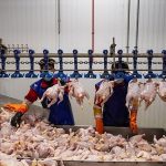چرا قیمت مرغ زنده به آسمان رفت؟