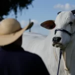 ویاتینا-۱۹: گاوی با وزن ۱۱۰۰ کیلوگرم که لقب گران‌قیمت‌ترین گاو جهان را به خود اختصاص داده است!