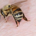 زنبور گرسنه: نیش زنبور در چشم انسان، پوست پاپایا نوشیدنی در حال پخش رنگ‌های جذاب می‌شود
