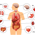 ۹ عضو مرفوع‌البلوغ بی‌کار در بدن انسان کدامند؟