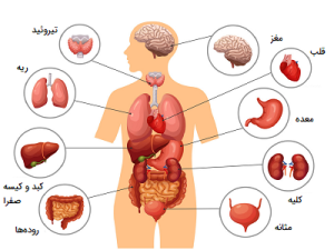 ۹ عضو مرفوع‌البلوغ بی‌کار در بدن انسان کدامند؟