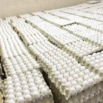 کشف حیرت‌انگیز:‌ تولید 105 تا 107 هزار تن تخم مرگ ماهانه در این کشور!