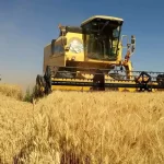 پرداخت بیش از نیمی از امیدهای گندم‌کاران: رونقی جدید در کشاورزی