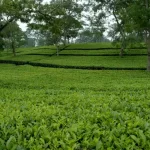 حریفان را با خرید تضمینی برگ سبز چای به قیمت ۶۶ هزارتومان شکست دهید!