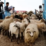 قیمت دام زنده امروز 15 مرداد 1403 / افزایش قیمت گوسفند زنده در 2 کلان‌شهر + جدول