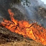آتش سوزی گسترده جنگل های دزفول/حریق مهار شد؟