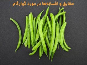 افسانه ها و حقایق جالب درباره صمغ گوارگوام Guar gum