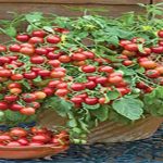 خاصیت گوجه گیلاسی + ایا مصرف گوجه گیلاسی برای لاغری بدن مفیده