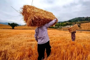 اعتراض کشاورزان به نرخ خرید تضمینی گندم ادامه دارد/ هشدار نسبت به بروز بحران تامین گندم!