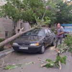 سقوط درخت روی سقف پژو ۲۰۷ بر اثر وزش باد شدید در تهران / فیلم