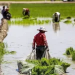 اعتراض شالیکاران به افزایش فعالیت دلالان در بازار/ چرا نرخ خرید تضمینی برنج اعلام نمی‌شود؟