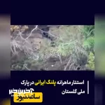 استتار زیبا و باشکوه پلنگ مازندران در پارک ملی گلستان + ویدئو