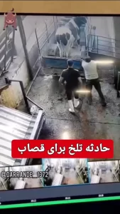 پرتاب مرد قصاب به هوا بر اثر لگد سهمگین گاو در کشتارگاه! + ویدئو