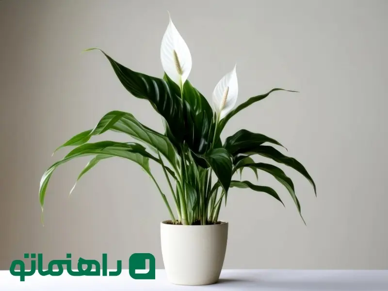 Peace Lily_11zon