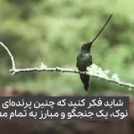 پرنده‌ای که نوکش از خودش بلندتر است + ویدئو