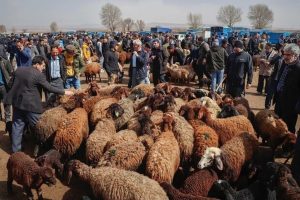 قیمت جدید دام‌زنده ۲۹ دی‌ماه ۱۴۰۳؛ گوسفند و گوساله در تهران گران شد