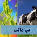 چگونه از شیوع تب مالت جلوگیری کنیم؟