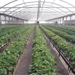 هشدار احتمال سرمازدگی بهاره در باغات