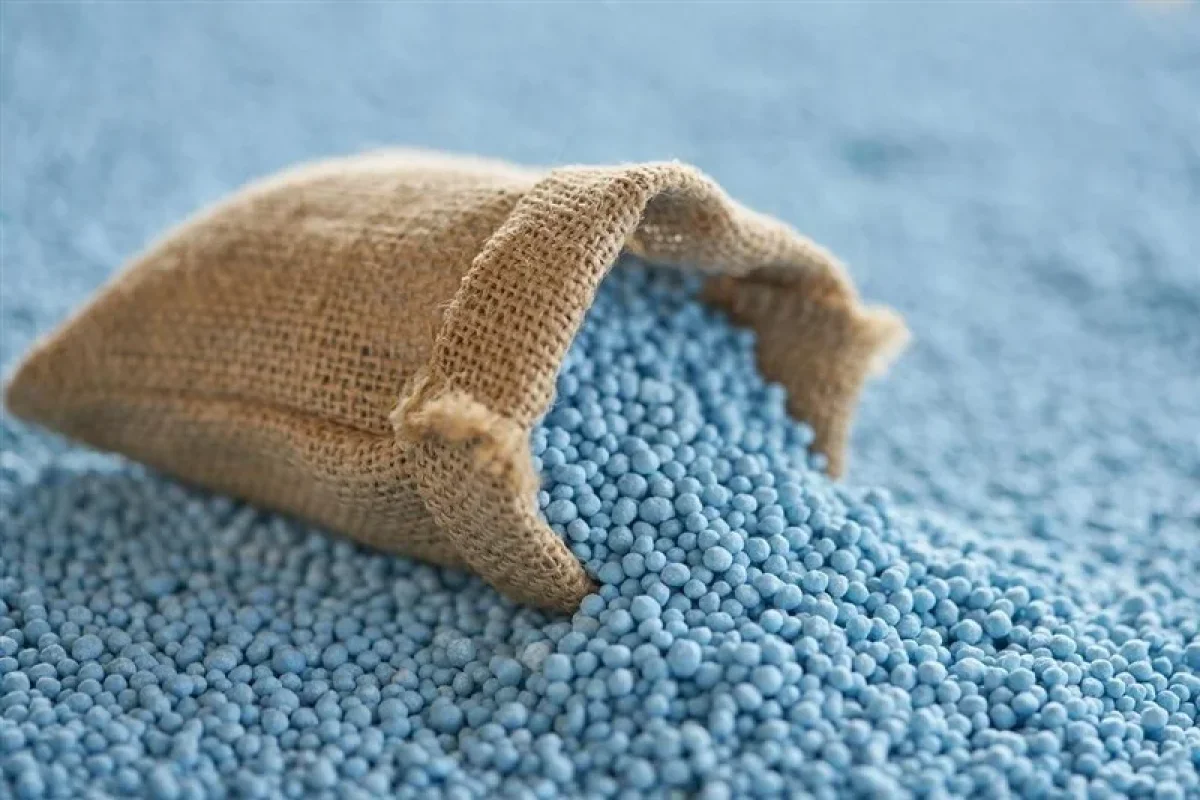 خطر مصرف زودهنگام کود در مزارع گندم