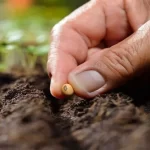 هدف‌گذاری لرستان برای ورود به بازار 100 میلیارد دلاری بذر جهان