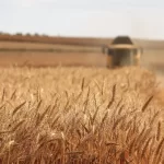 بازنگری قیمت گندم در دستور کار دولت / محاسبات وزارت جهاد هنوز نهایی نیست