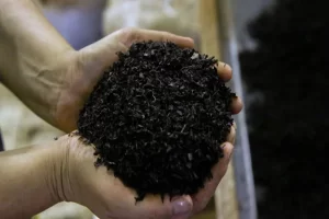 صادرات چای تا پایان دی‌ماه افزایش میابد