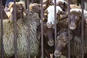 هشدار کشتار دام‌های مولد به مسئولان