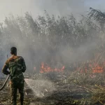 آتش سوزی در ۶ هکتار از اراضی تالاب انزلی