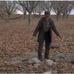 «مزرع سبز فلک» به تلویزیون می‌آید – اخبار سینمای ایران و جهان