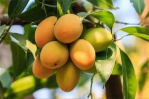 برداشت سالانه ۳۰ هزار تن انبه در هرمزگان