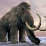 آخرین ماموت‌های پشمالو چگونه در این جزیره روسی نزدیک آلاسکا منقرض شدند؟