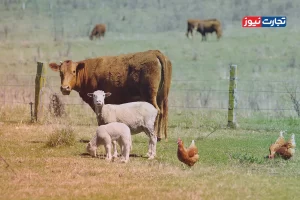 قیمت دام زنده امروز 4 اسفند 1404 + جدول