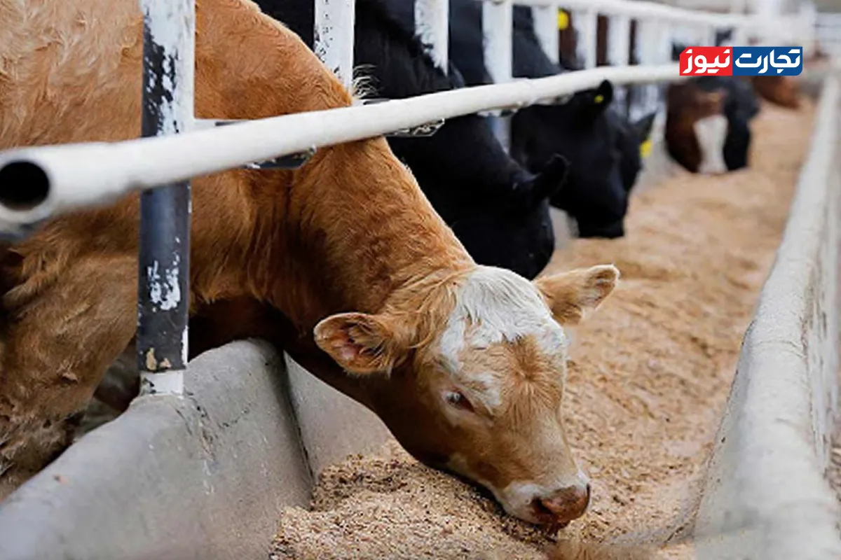 قیمت دام زنده امروز 3 اسفند 1404 + جدول