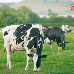 قیمت دام زنده امروز 7 اسفند 1404 + جدول