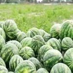 قیمت صیفی‌جات در ماه رمضان شکسته می‌شود