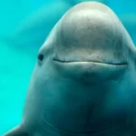 علت مرگ گرازماهی‌ها در خلیج فارس؛ از تورهای صیادی تا برخورد با شناورها