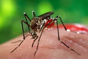 1218 مبتلا به تب دنگی در کشور شناسایی شدند